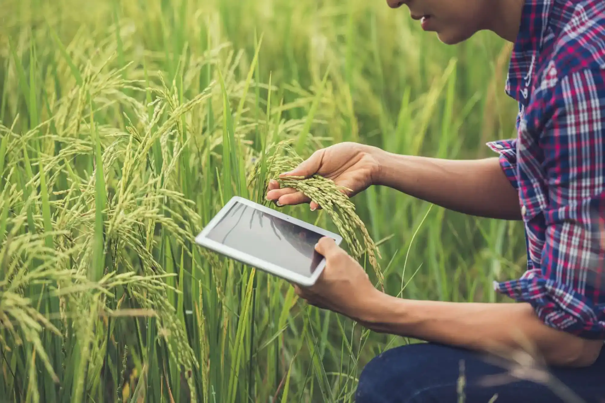 dispositivos iot na agricultura de precisão